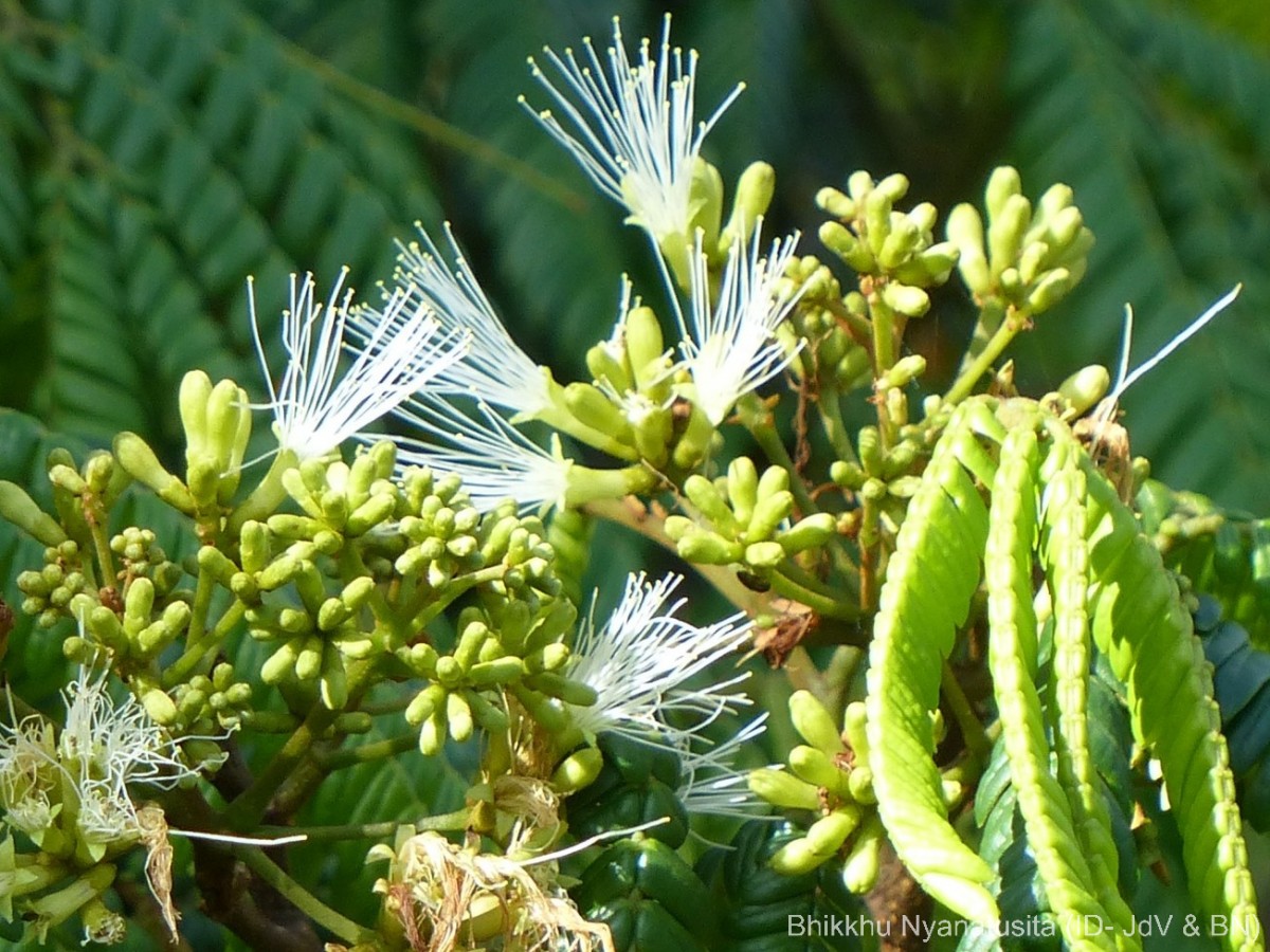 Archidendron clypearia subsp. subcoriaceum (Thwaites) I.C.Nielsen